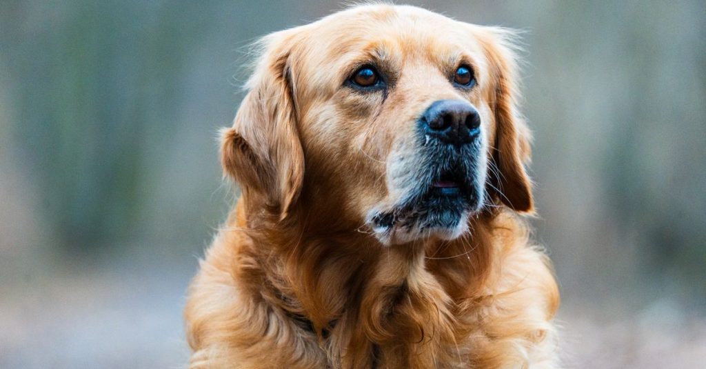 Golden retriever en gros plan, le regard tourné vers l’objectif