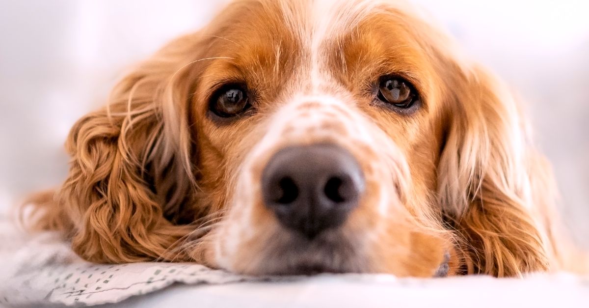 découvrez pourquoi votre chien gémit, ce que cela signifie et comment le rassurer selon les causes de ses plaintes.