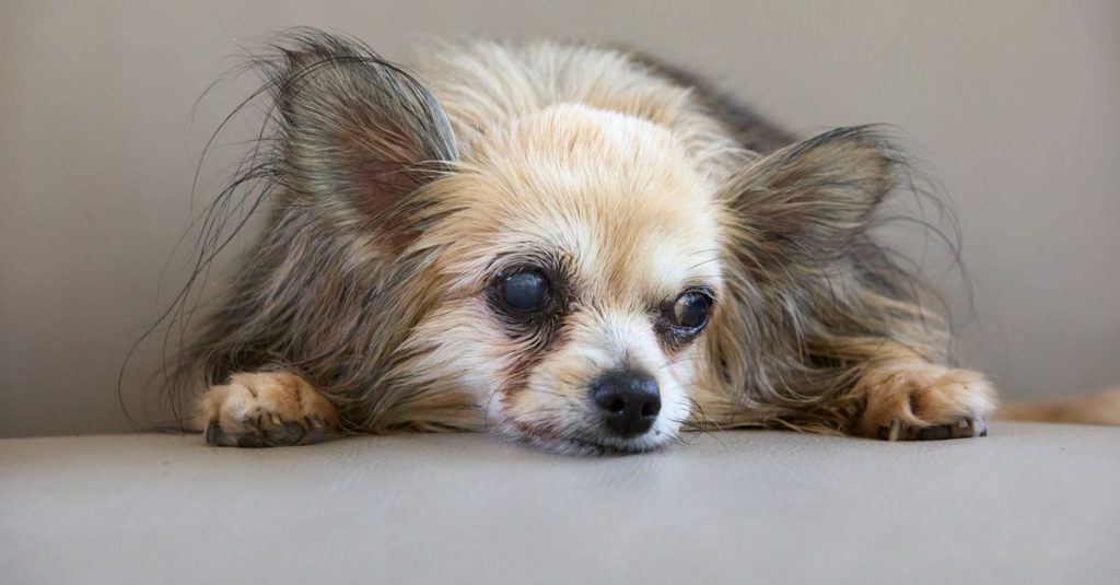 découvrez pourquoi votre chien gémit, ce que ses plaintes peuvent signifier et comment répondre à ses besoins.