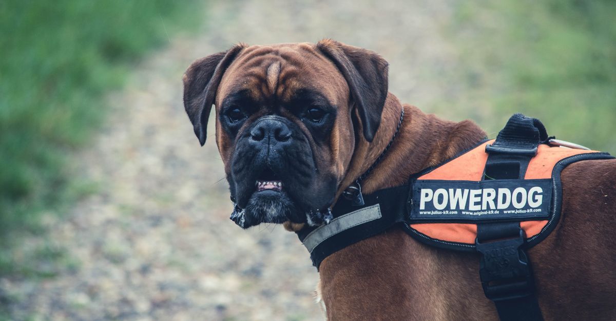 découvrez les races de chiens faciles à éduquer, leurs qualités et nos conseils pour choisir le compagnon idéal.