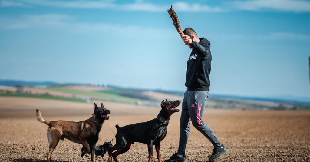 découvrez les races de chiens faciles à éduquer, leurs qualités et nos conseils pour réussir leur apprentissage au quotidien.