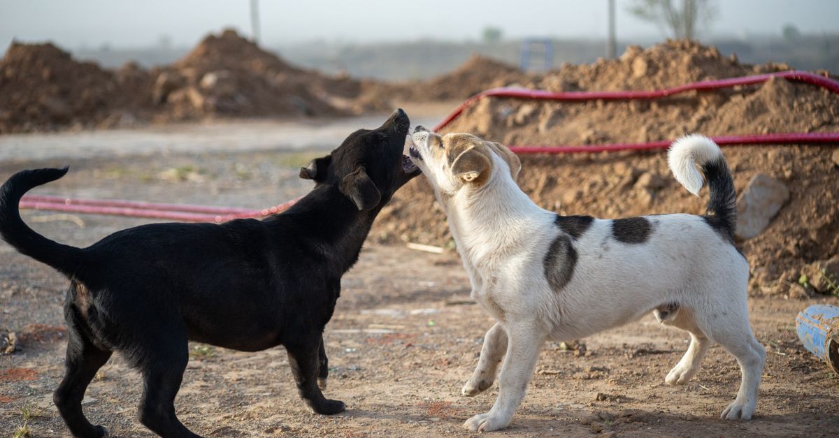 combien de races de chiens existe-t-il dans le monde ? découvrez leur nombre, les critères de classification et la diversité des races canines.