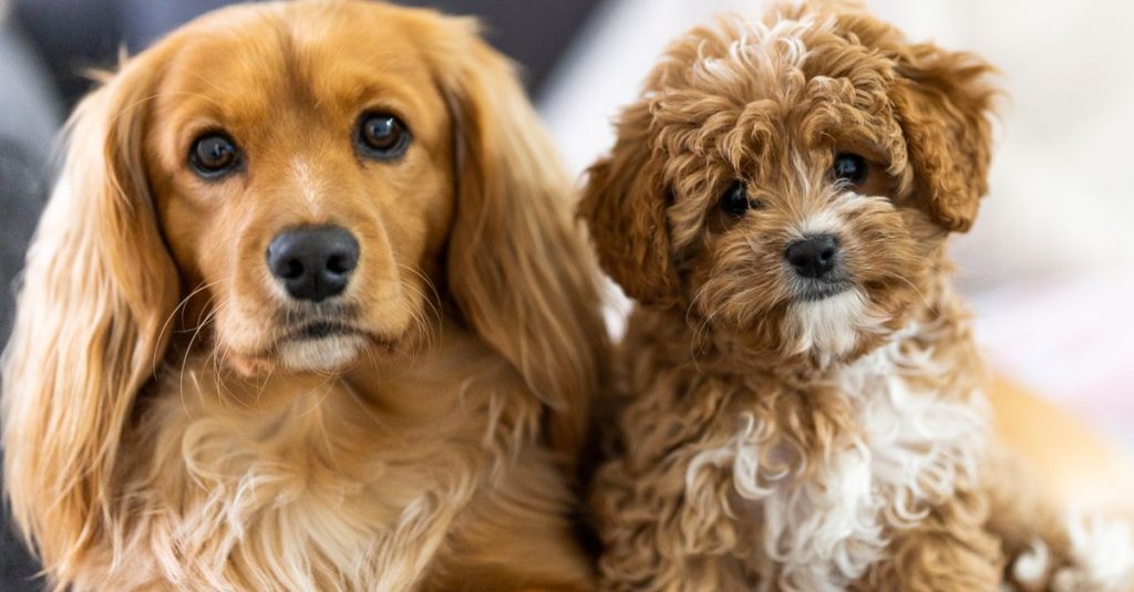 Combien de races de chiens existe-t-il dans le monde ?