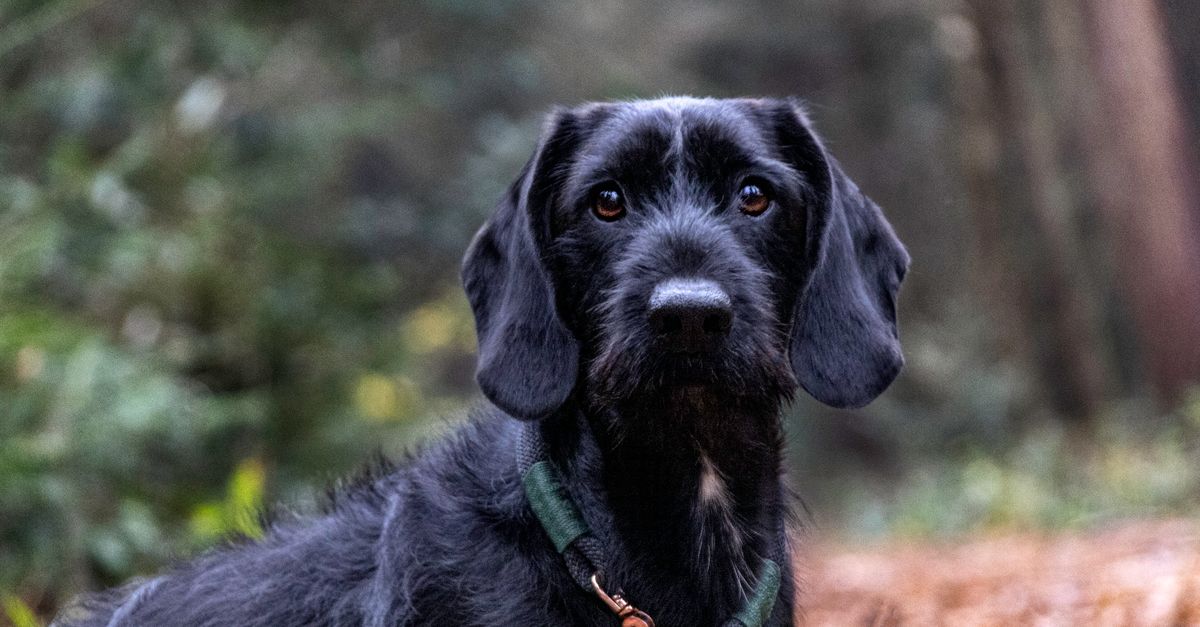 découvrez les principales races de chiens de chasse, leurs caractéristiques, leurs aptitudes et des conseils pour choisir le compagnon adapté à vos besoins.