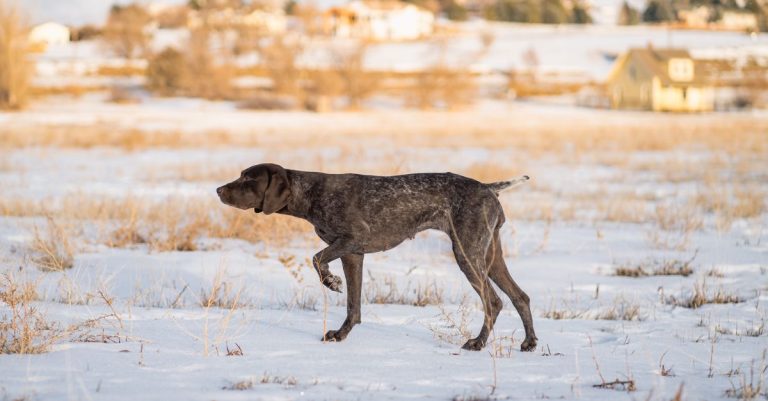 découvrez les principales races de chiens de chasse, leurs caractéristiques, leurs aptitudes et les conseils pour choisir le compagnon idéal.