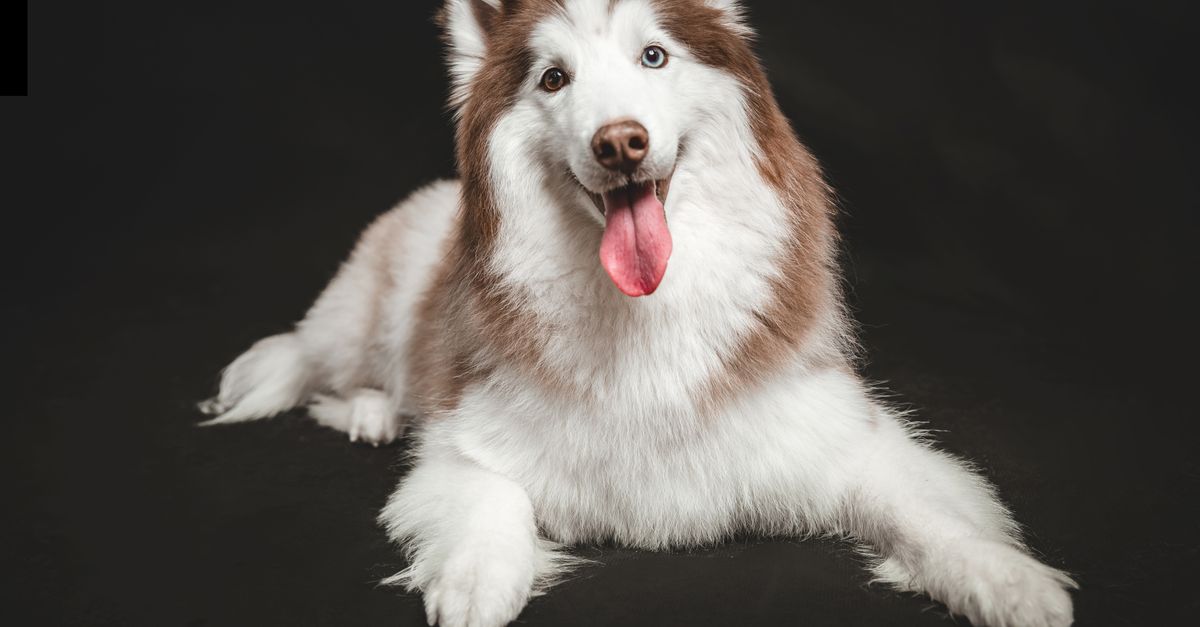 découvrez le husky croisé : son tempérament, ses besoins en exercice et en soins, ainsi que des conseils pour bien vivre avec ce chien attachant.
