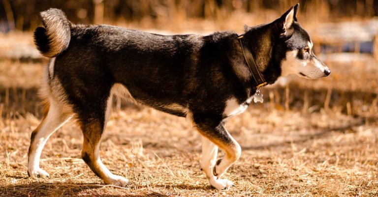 découvrez le husky croisé : caractère, apparence, besoins et conseils pour bien accueillir ce chien énergique et attachant.