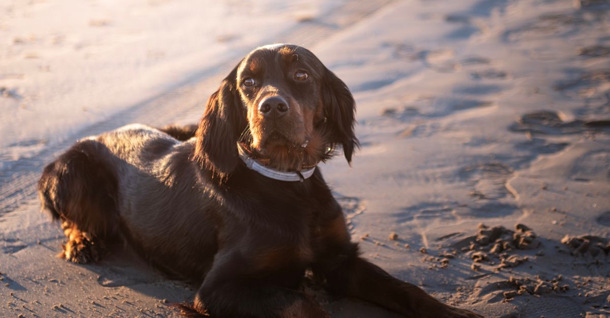 Setter irlandais rouge couché