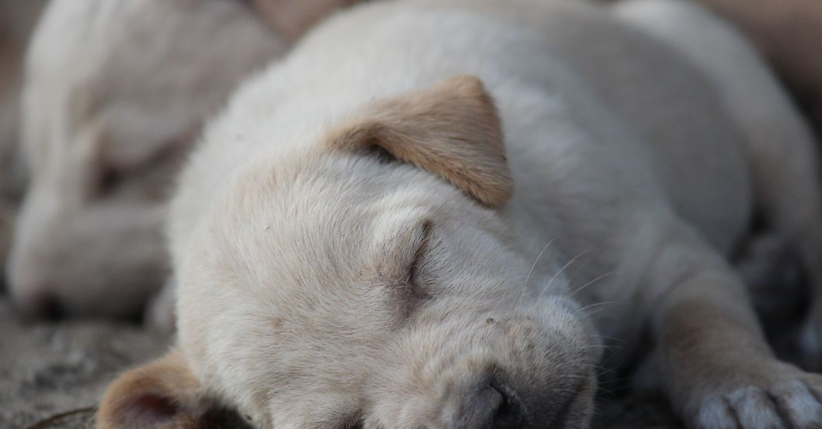 Chiot au pelage clair qui dort contre un autre chiot