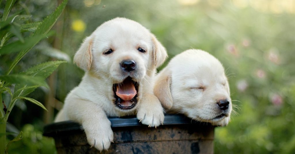 Deux chiots labrador clairs sur le bord d’un seau en bois