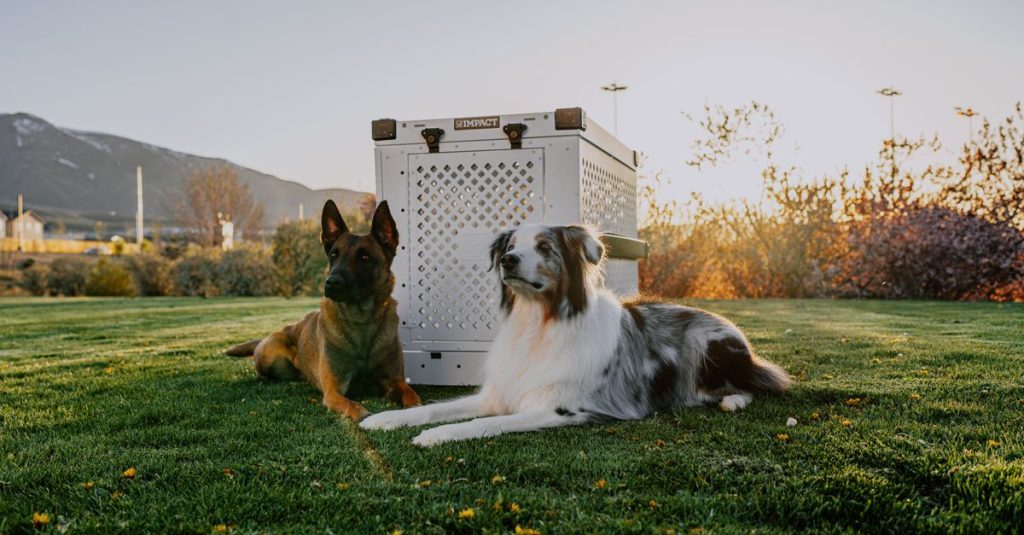 Caisse de transport pour grand chien : taille, normes et choix
