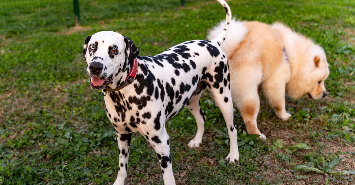 découvrez les plus grandes races de chiens au monde : leurs caractéristiques, leur tempérament et les conseils essentiels pour bien les accueillir.