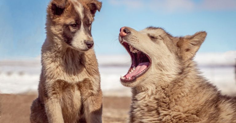 découvrez les plus grandes races de chiens au monde : caractéristiques, taille, tempérament et conseils pour choisir le compagnon idéal.