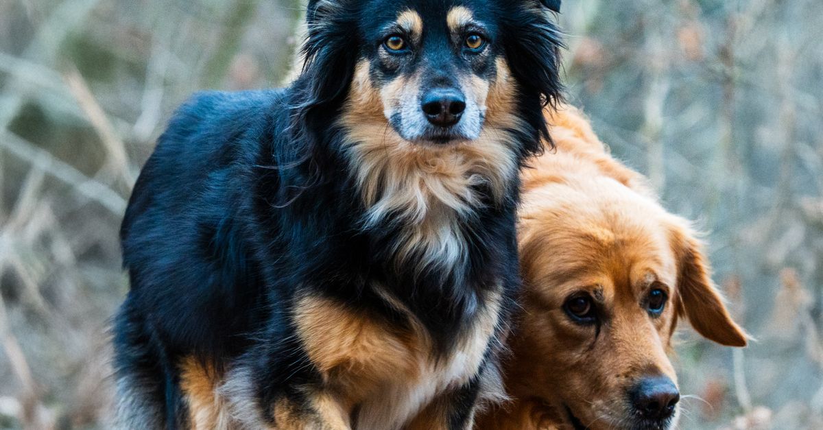 découvrez les chiens croisés : leurs caractéristiques, leur tempérament et des conseils pour bien les accueillir et prendre soin d’eux.