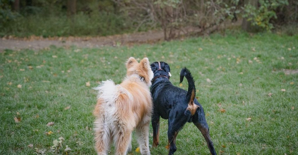découvrez les chiens croisés : leurs origines, leurs traits uniques et des conseils pour choisir, accueillir et prendre soin de votre compagnon.