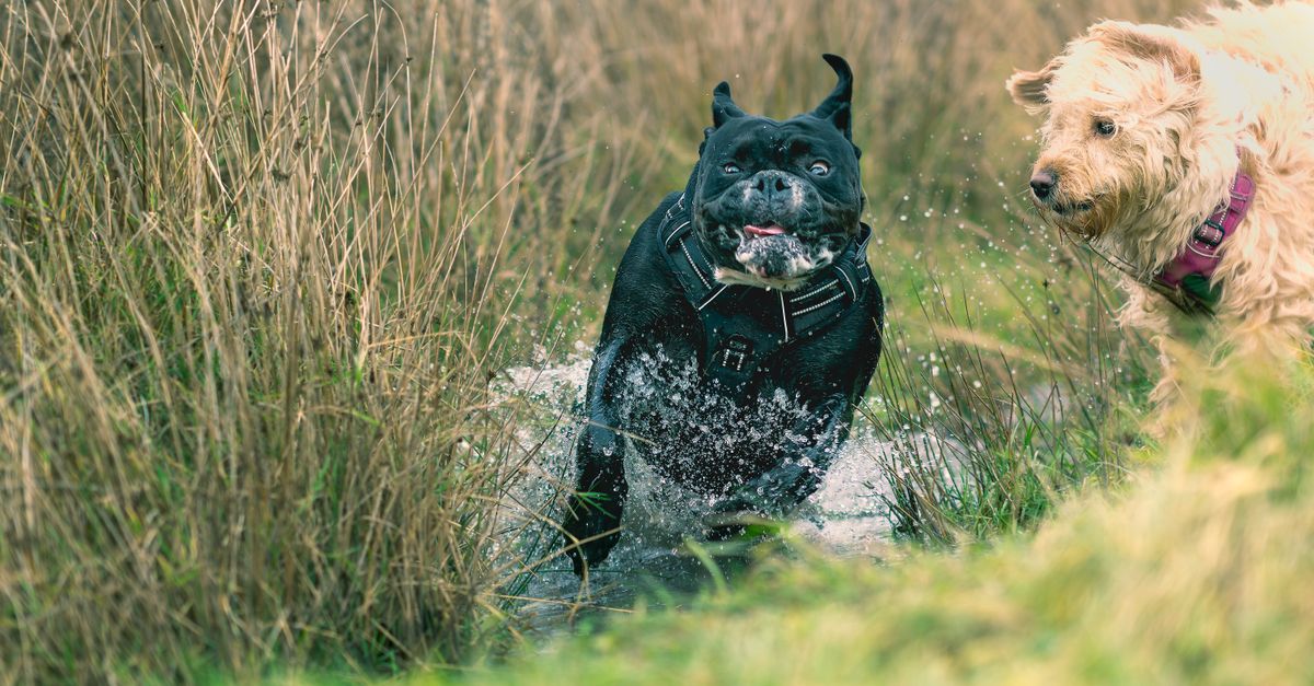 découvrez les races de chiens molossoïdes : leurs caractéristiques, leur tempérament et les conseils essentiels pour bien les accueillir.