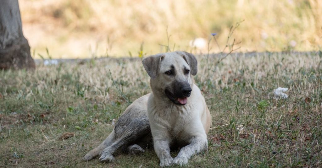 découvrez les principales races de chiens molossoïdes, leurs caractéristiques, leur tempérament et les conseils pour bien les accueillir.