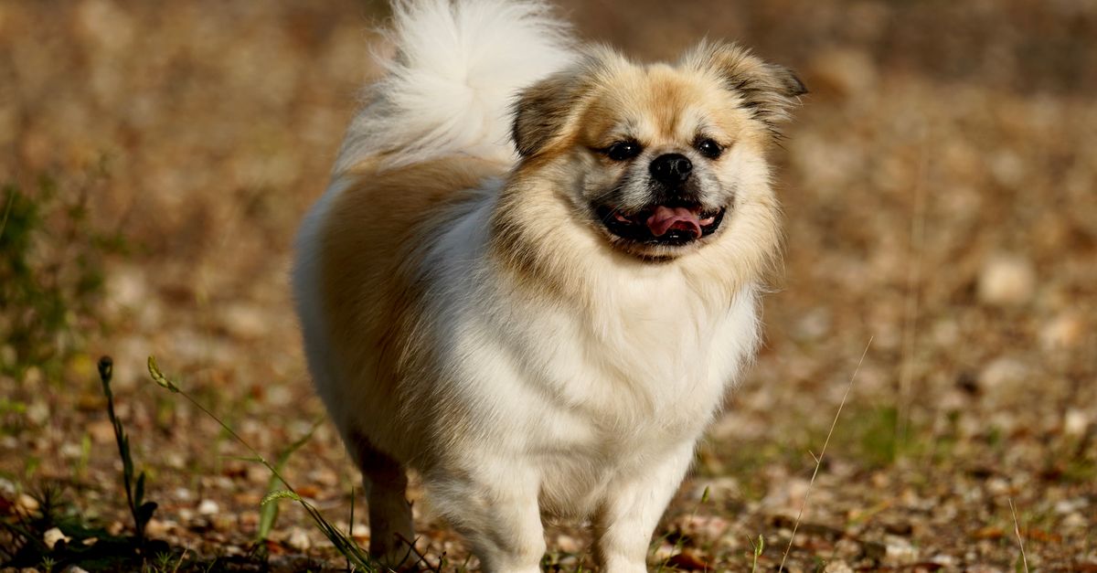 découvrez les plus belles races de chiens et leurs traits uniques : pelage, allure et personnalité. trouvez celle qui vous fera craquer !