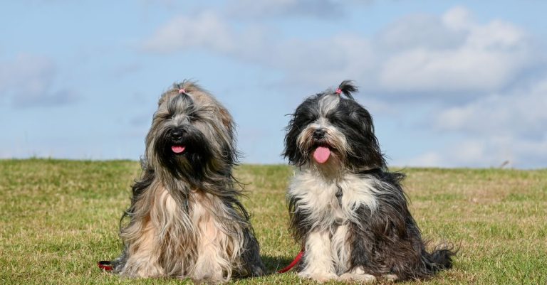découvrez les races de chiens les plus belles : caractéristiques, tempérament et conseils pour trouver le compagnon idéal.