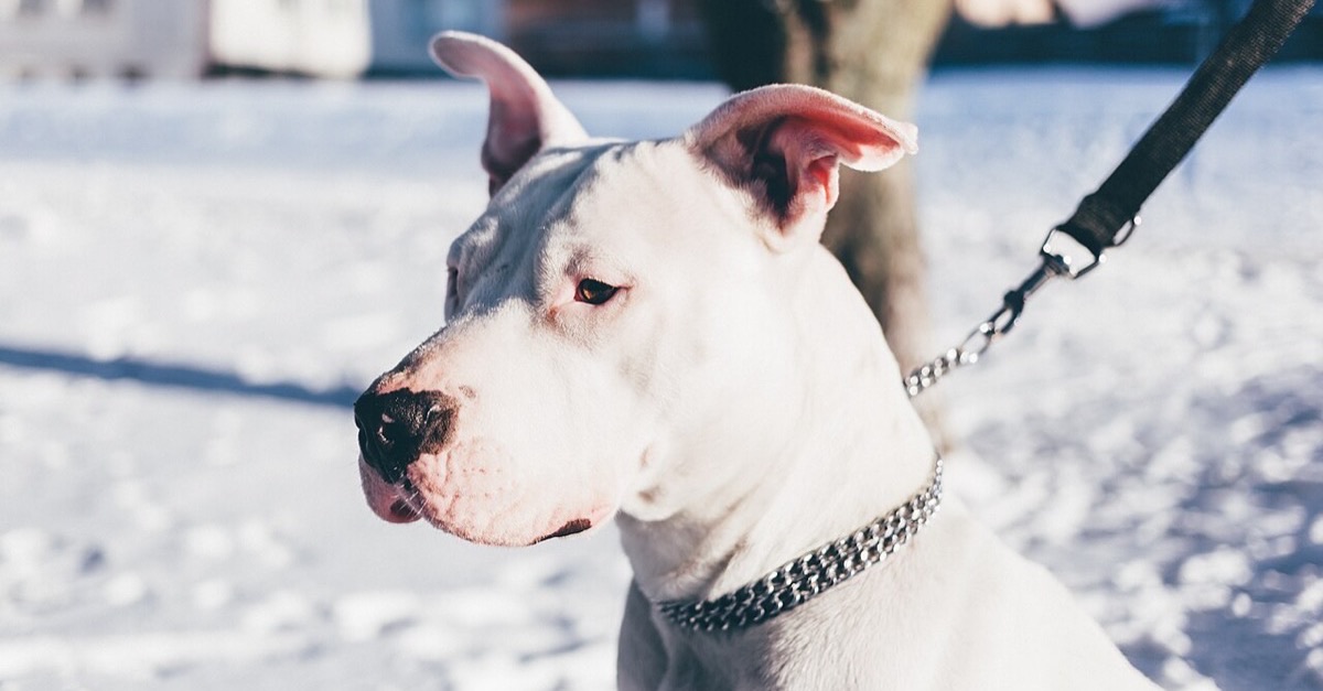 Chien blanc de type American Staffordshire Terrier tenu en laisse dans la neige