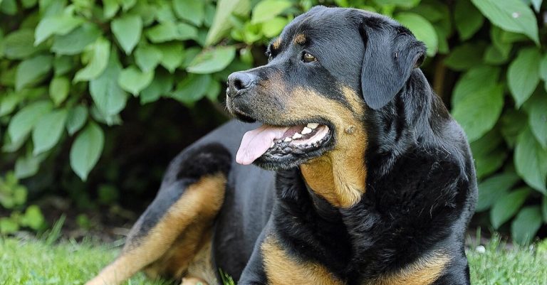 Rottweiler couché dans l’herbe, la gueule ouverte