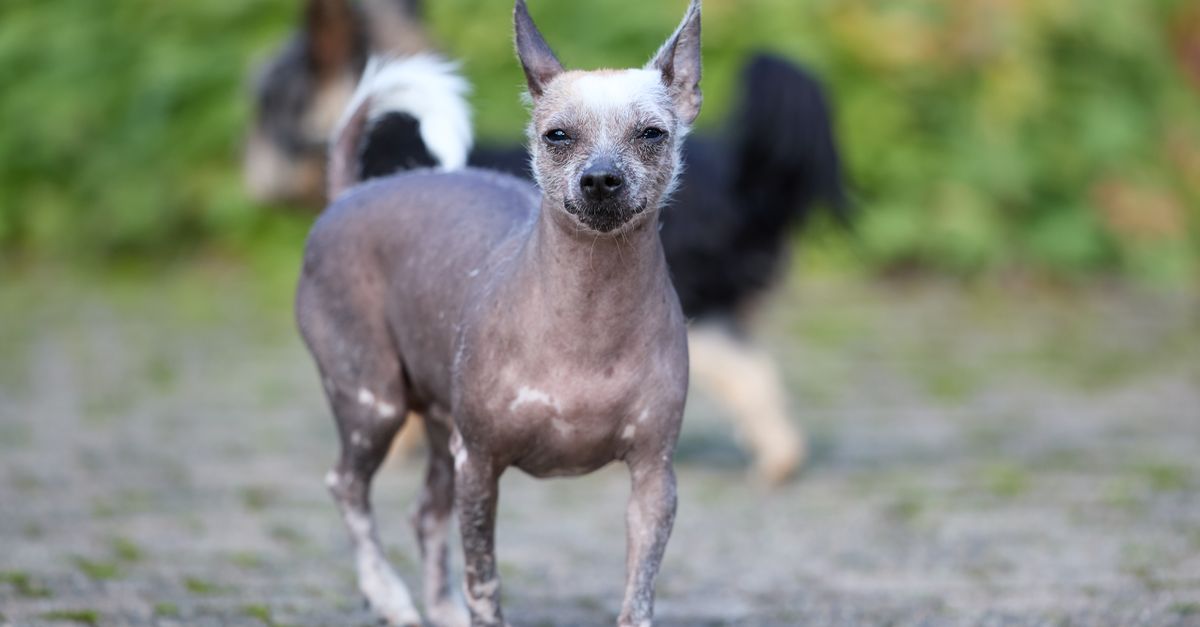 découvrez les races de chiens les plus chères au monde, leurs prix, leurs caractéristiques et les facteurs qui influencent leur coût.