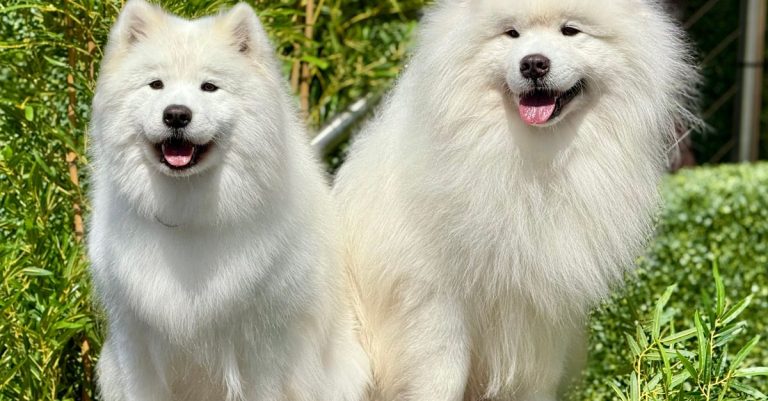 découvrez les races de chiens les plus chères au monde, leurs prix, leurs caractéristiques et les facteurs qui expliquent leur valeur.