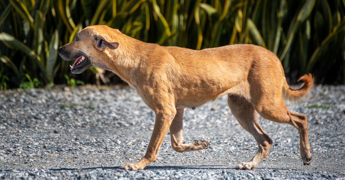 découvrez le chien le plus âgé du monde, son histoire fascinante et les secrets de sa longévité exceptionnelle.