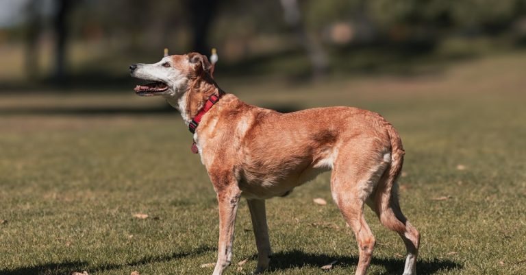 découvrez l’histoire du chien le plus vieux du monde, son âge record et les secrets qui pourraient expliquer sa longévité.