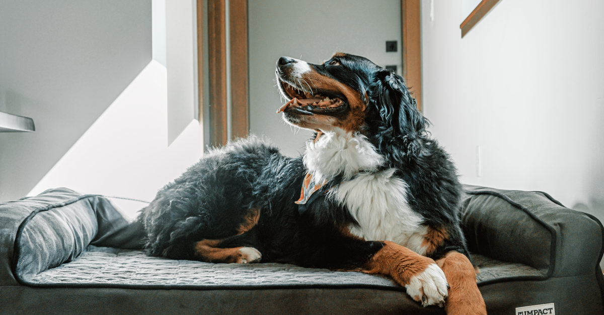 Bouvier bernois couché sur un lit pour chien gris à rebords