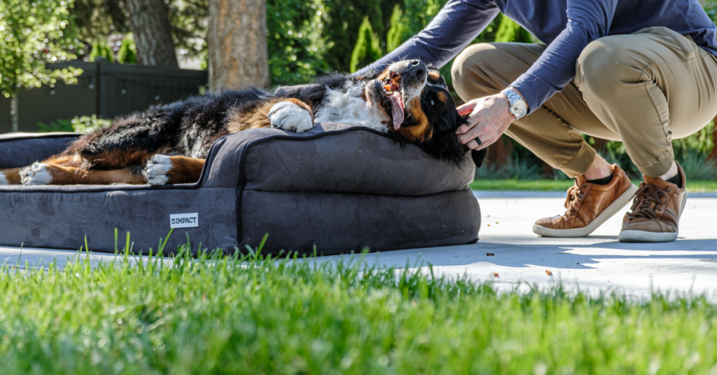 Lit orthopédique pour grand chien : mousse, taille et entretien