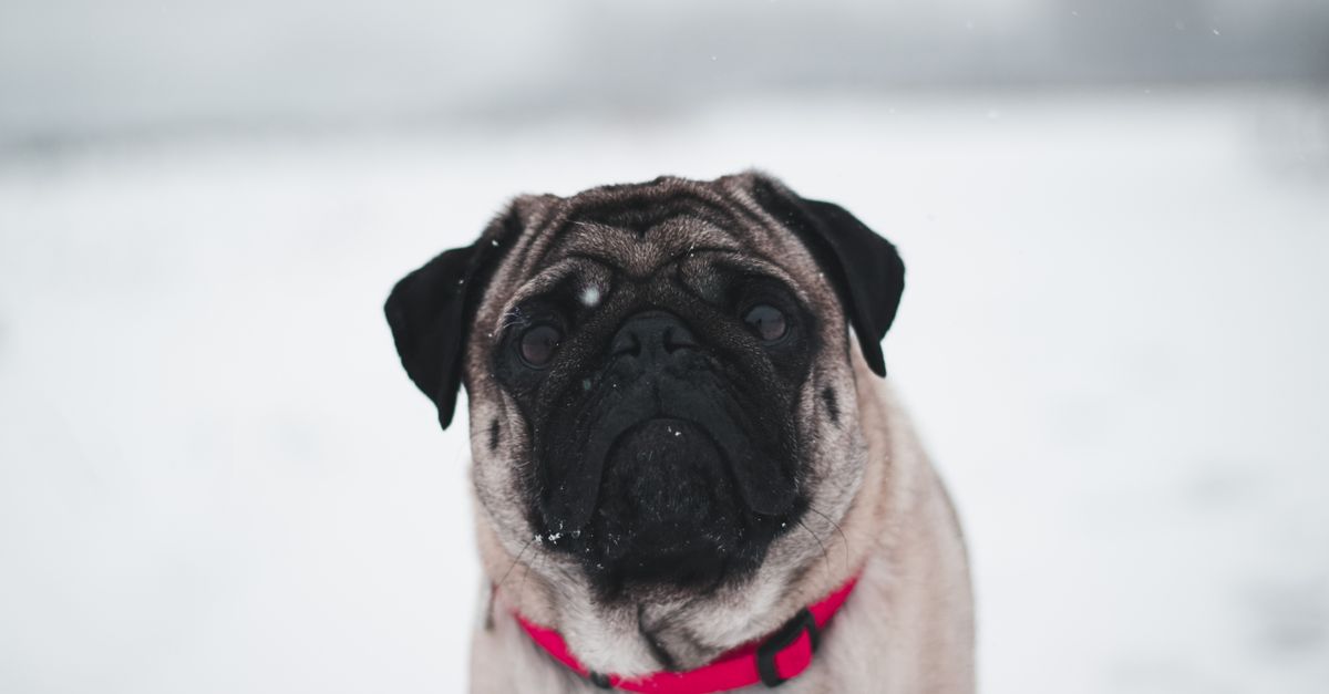 Carlin (pug) vu de face