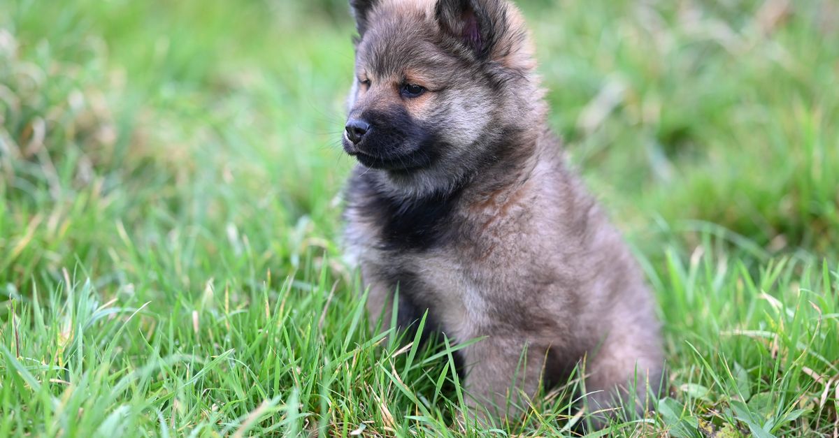 découvrez comment reconnaître un éleveur canin réputé et choisir un chien élevé dans de bonnes conditions, avec soin et transparence.