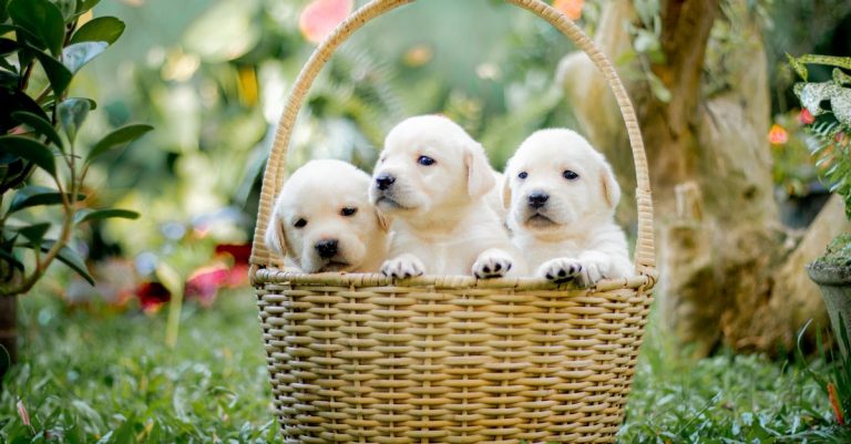 Élevage de chien : comment reconnaître un éleveur sérieux