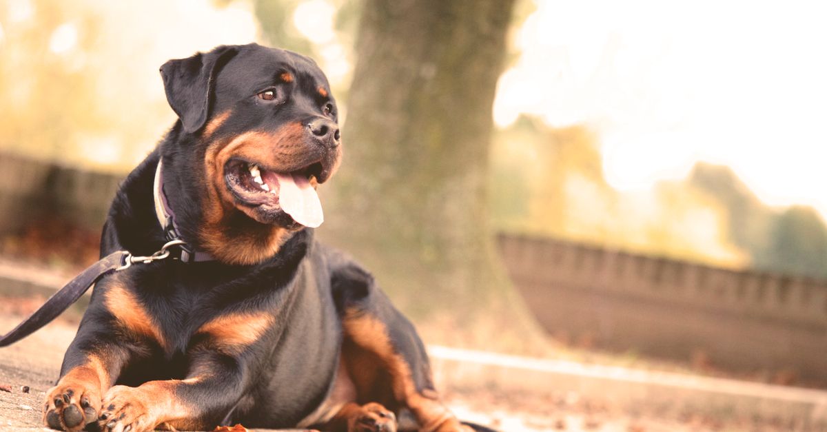 découvrez les conditions à remplir pour adopter un rottweiler : réglementation, éducation, budget et responsabilités liées à cette race.