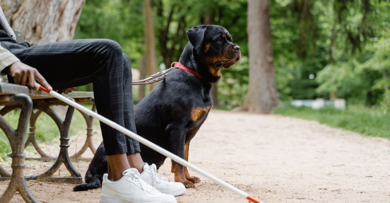 découvrez les conditions pour posséder un rottweiler : réglementation, responsabilités, éducation, socialisation et soins essentiels.