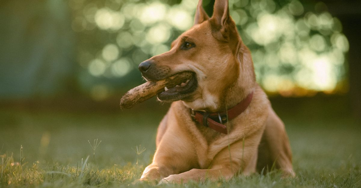 découvrez le shepherd mix, un chien croisé intelligent et loyal : caractéristiques, tempérament, besoins d’exercice et conseils pour bien l’accueillir.
