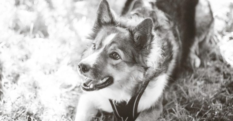 découvrez le berger croisé : ses caractéristiques, son tempérament et les conseils essentiels pour bien accueillir et prendre soin de ce chien.