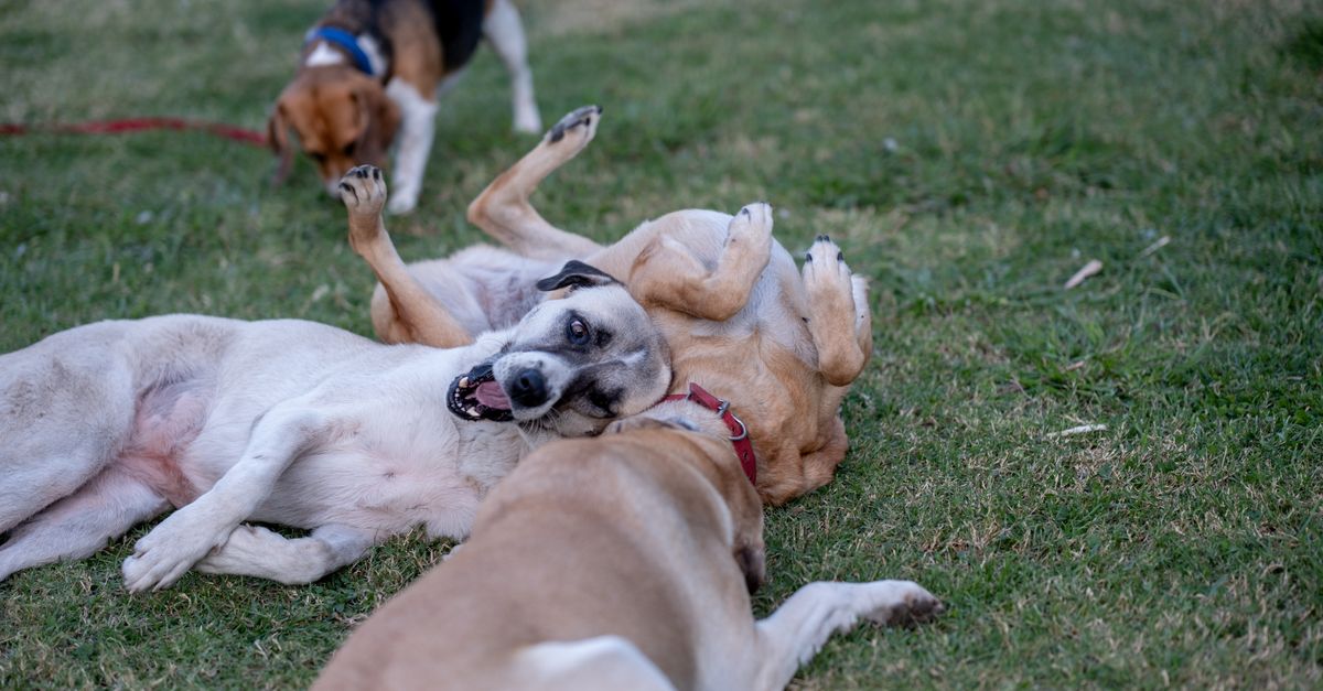 Plusieurs chiens qui jouent ensemble sur une pelouse