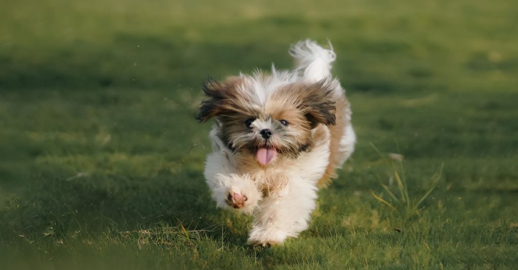 Petit chien blanc et brun qui court dans l’herbe, la langue sortie