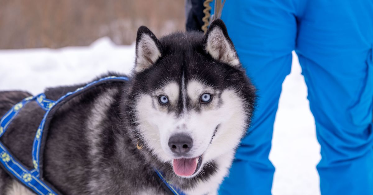 découvrez les principales races de chiens de traîneau, leurs caractéristiques, leur tempérament et leur aptitude aux activités nordiques.