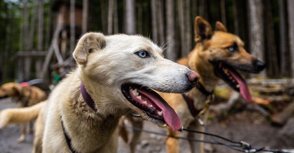 découvrez les principales races de chiens de traîneau, leurs caractéristiques, leur endurance et les qualités qui en font des compagnons de course exceptionnels.