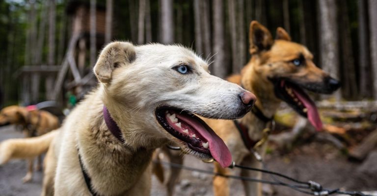 découvrez les principales races de chiens de traîneau, leurs caractéristiques, leur endurance et les qualités qui en font des compagnons de course exceptionnels.