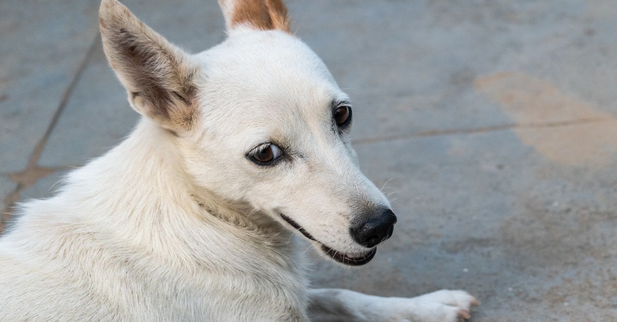 découvrez les petites races de chiens blancs, leurs caractéristiques, leur tempérament et des conseils pour choisir le compagnon idéal.