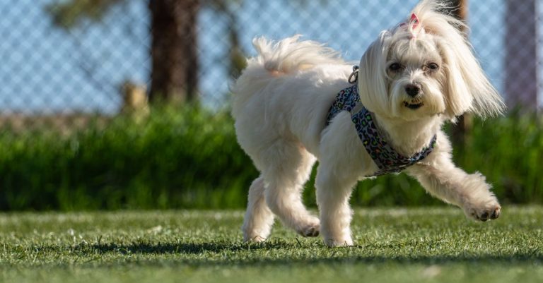 découvrez les petites races de chiens blancs : leurs caractéristiques, leur tempérament et des conseils pour choisir le compagnon idéal.