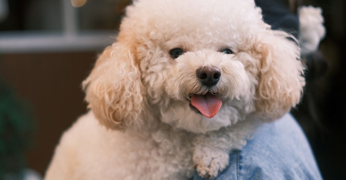 découvrez les plus petites races de chiens : tempérament, besoins et conseils pour choisir le compagnon idéal, même dans un petit espace.