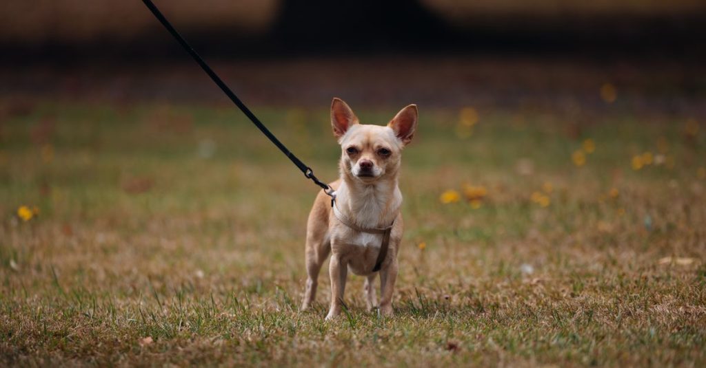 découvrez les plus petites races de chiens, leurs caractéristiques, leur tempérament et des conseils pour choisir le compagnon idéal.