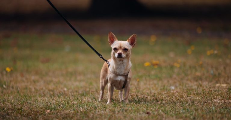 découvrez les plus petites races de chiens, leurs caractéristiques, leur tempérament et des conseils pour choisir le compagnon idéal.