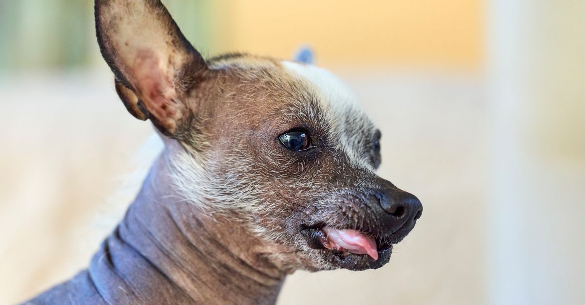découvrez les races de chiens au physique atypique, leurs particularités et le charme unique qui les rend si attachants.