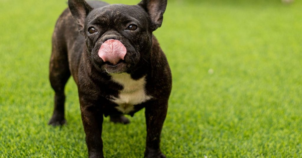 Chiens moches : les races au physique le plus atypique